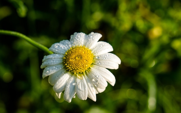 beautiful blossom white flower at park garden Kathmandu Nepal