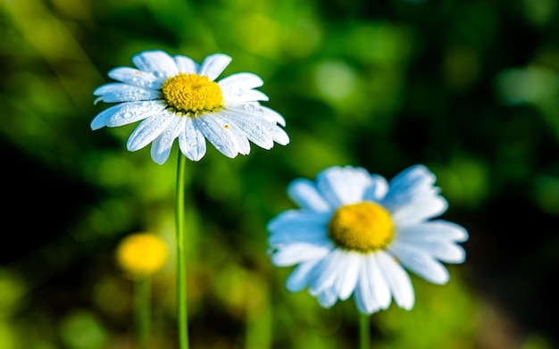 beautiful blossom white flower at park garden Kathmandu Nepal