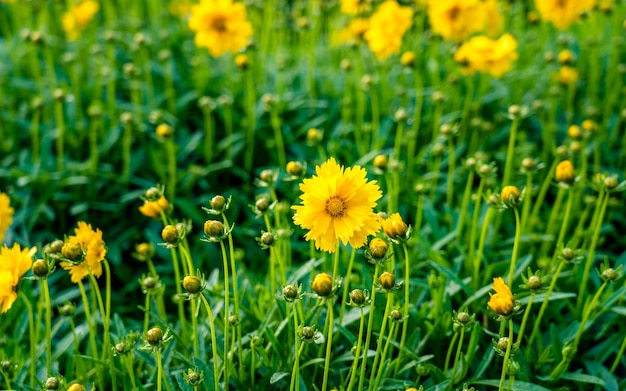 beautiful blossom yellow flower at park garden Kathmandu Nepal