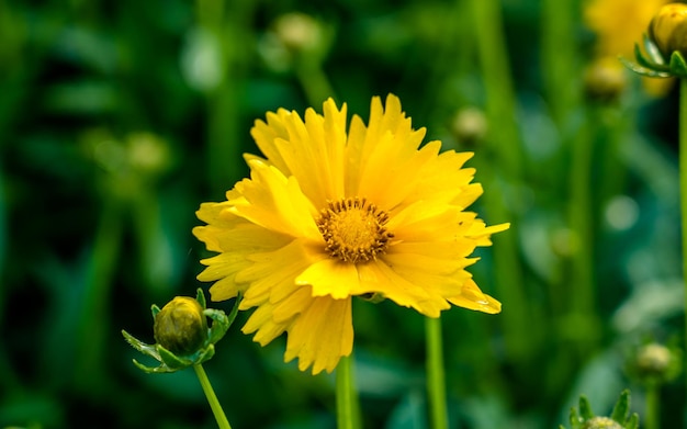 beautiful blossom yellow flower at park garden Kathmandu Nepal