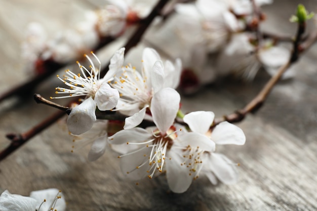 Beautiful blossoming branch on wooden surface, closeup