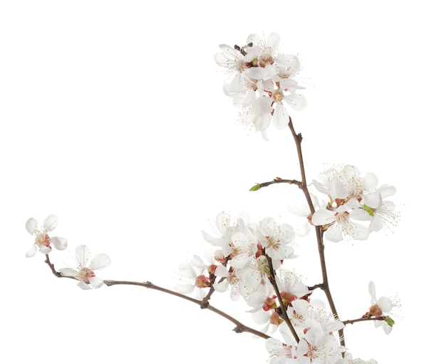 Beautiful blossoming branches isolated