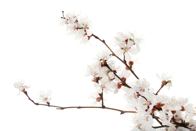 Photo beautiful blossoming branches on white