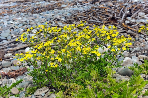 Beautiful blossoming wildflowers