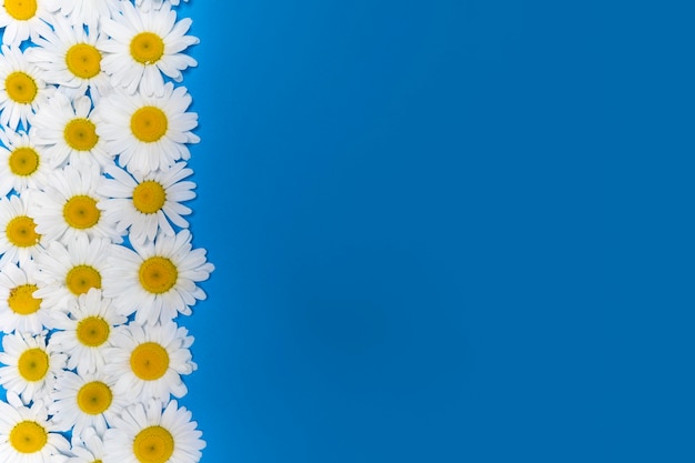 beautiful blue background with fresh white daisies a place for the copy space text summer banner