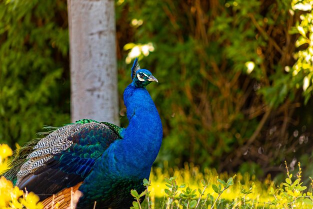 Beautiful blue bird peacock looks around the territory of the zoo while walking under the trees in the shade