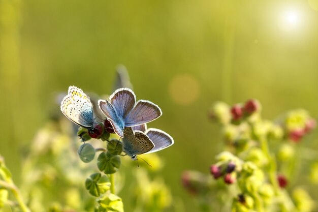 Красивые голубые бабочки, сидя на траве в Солнечный день.