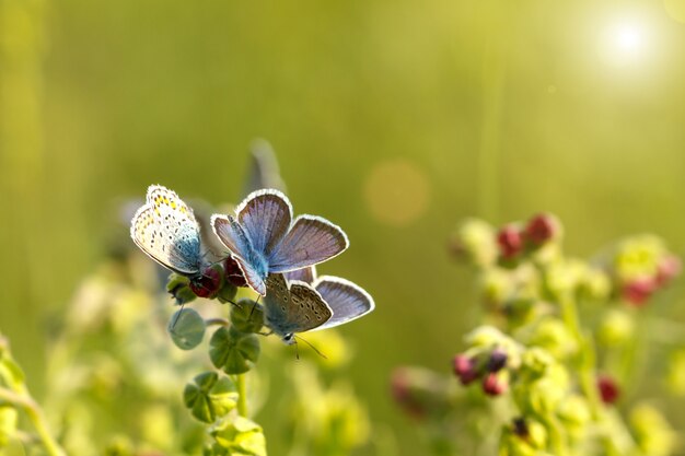 Beautiful blue butterflies sitting on the grass on a Sunny day.