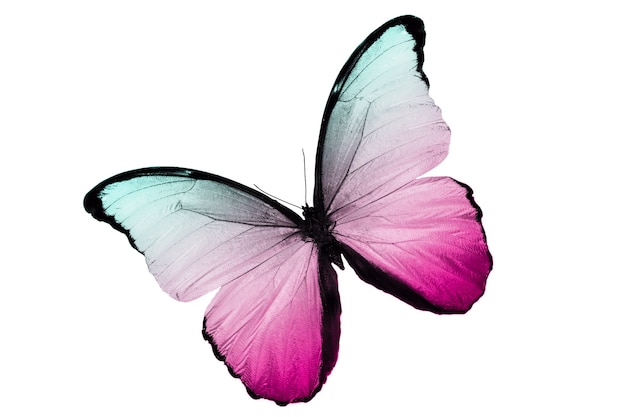 beautiful blue butterfly isolated on white background