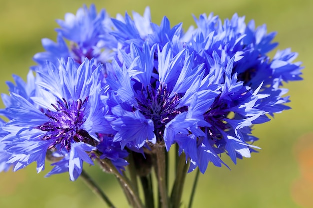 夏の野原に咲く美しい青いヤグルマギク、集められた青い野花の花束