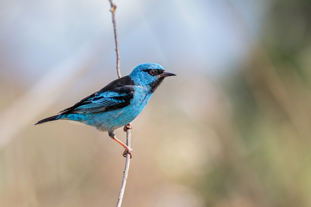 아름다운 Blue Dacnis