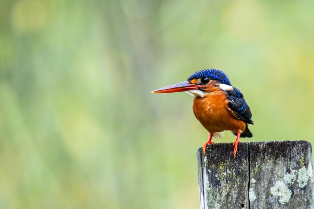 Beautiful blue-eared kingfisher bird alcedo meninting sitting on branch south