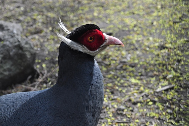 beautiful blue eared pheasant Crossoptilon auritum