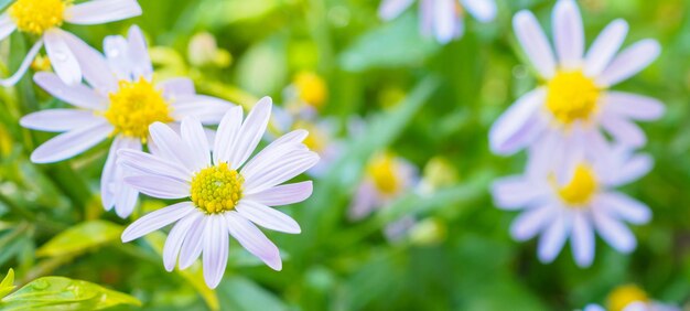 Beautiful blue flower close up in garden