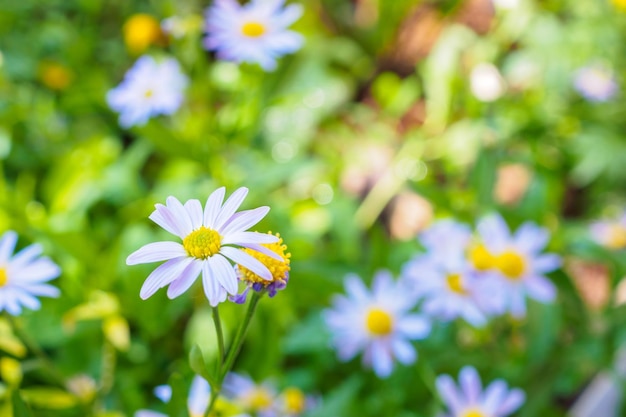 Beautiful blue flower close up in garden