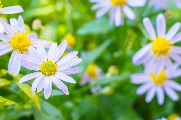 Beautiful blue flower close up in garden