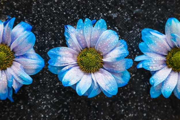 写真 黒の背景の花バックライト付きマクロ花の夜に美しい青い花