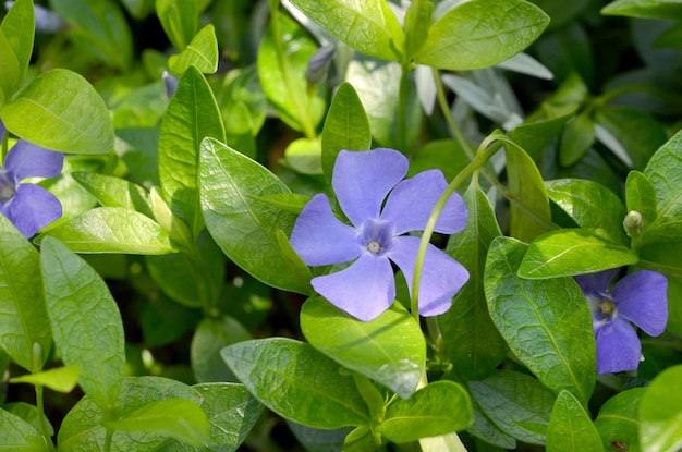 Bellissimi fiori blu che sbocciano pervinca su un'aiuola in giardino