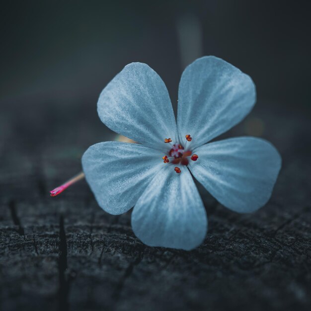 Beautiful blue flowers in the garden in spring season