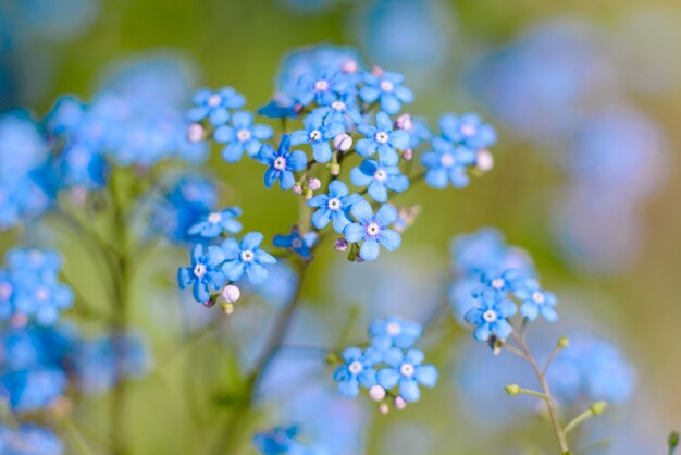 Beautiful blue flowers in the spring garden against green plants.