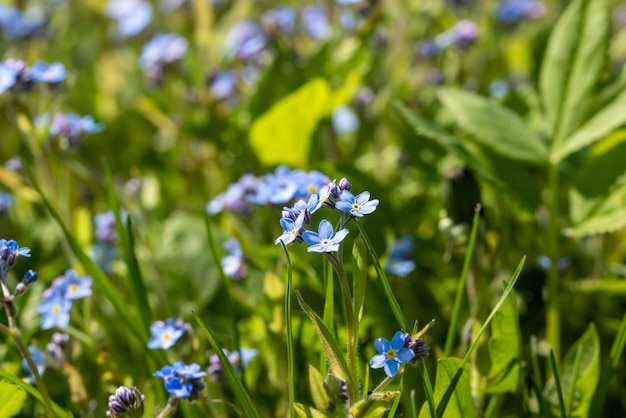 Beautiful blue flowers in the spring season