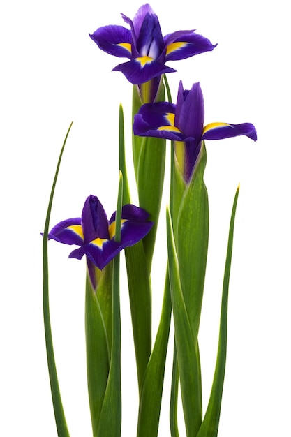 Beautiful blue flowers