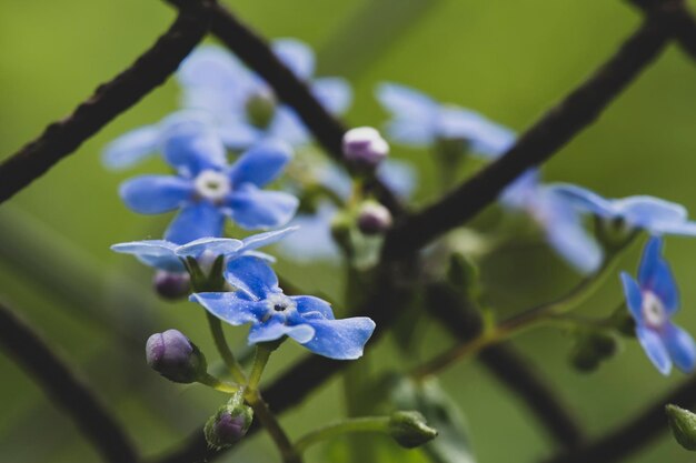 Beautiful blue fragrant Myosotis flowers on a blurred background of greenery