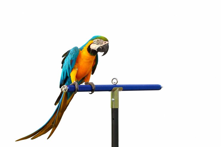 Beautiful of Blue and gold macaw parrot isolated on a white background