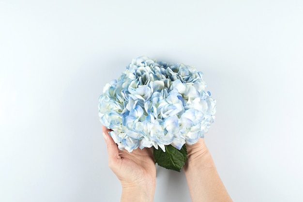 Beautiful blue hydrangea flower