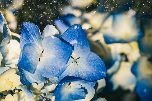 Beautiful blue hydrangea flowers under raindrops close-up