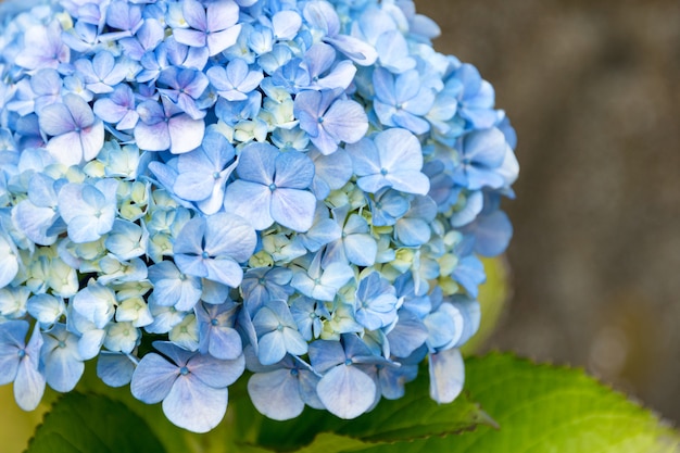 Foto bella fine blu del fiore di hortensia o dell'ortensia su, fiore in fioritura in primavera.