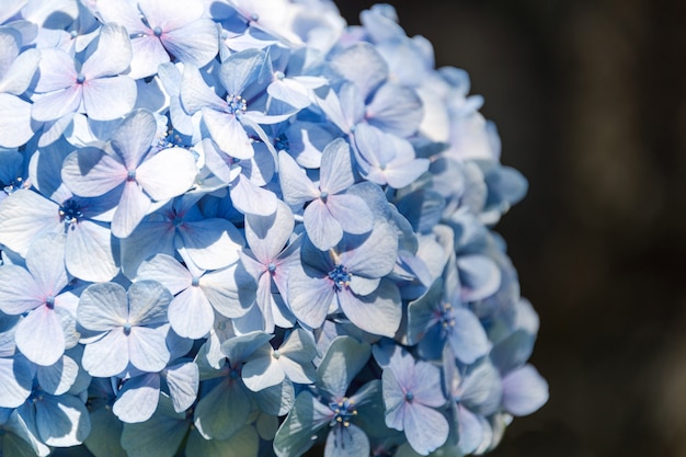 Bella fine blu del fiore di hortensia o dell'ortensia su, fiore in fioritura in primavera.