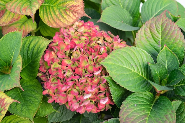 Beautiful blue hydrangea or hortensia flower close up.