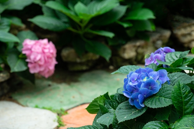 美しい青紫色の紫陽花またはhortensiaの花