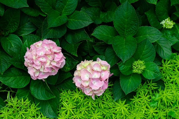 写真 美しい青紫色の紫陽花またはhortensiaの花