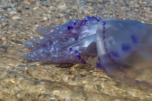 beautiful blue jellyfish on the beach