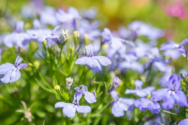 美しい青いロベリアの花が庭にクローズアップ