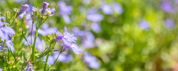 美しい青いロベリアの花が庭にクローズアップ