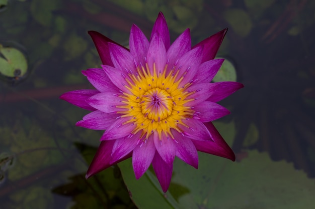 Beautiful blue lotus with bee