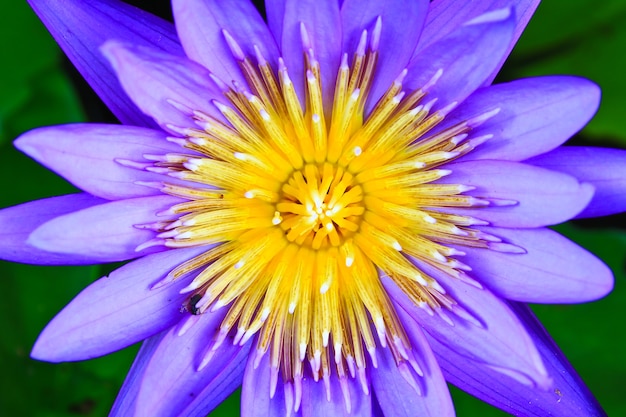 Beautiful blue lotus