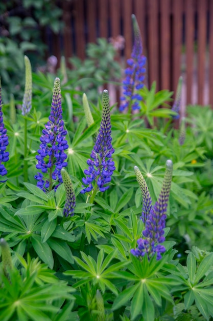 Beautiful blue lupines on a natural green background