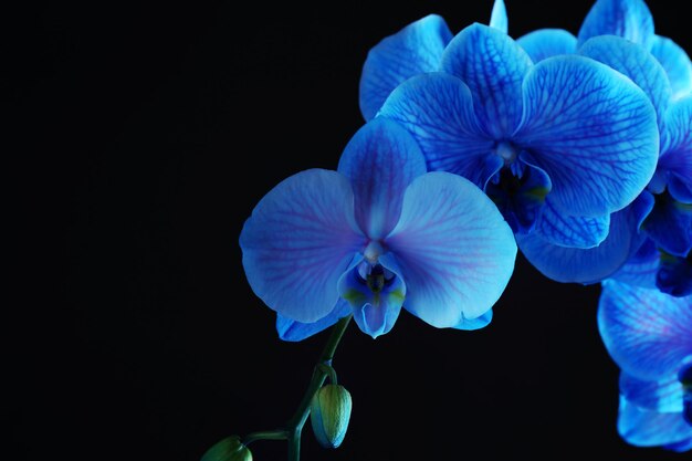 Foto bellissimo fiore di orchidea blu su sfondo nero