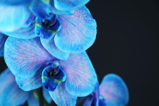 Beautiful blue orchid flower on black background