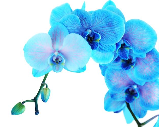 Foto bellissimo fiore di orchidea blu isolato su sfondo bianco