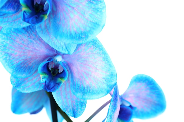 Bellissimo fiore di orchidea blu isolato su sfondo bianco