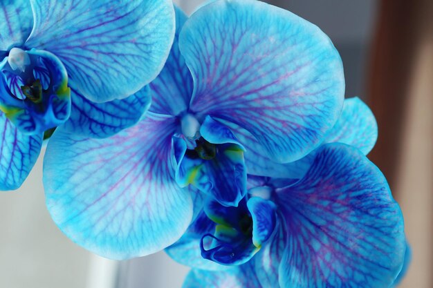 Beautiful blue orchid flowers close up