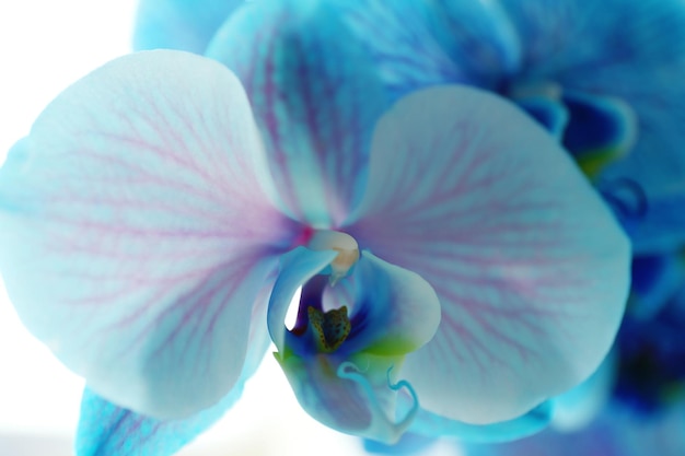 beautiful blue orchid flowers close up