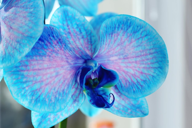 Beautiful blue orchid flowers close up