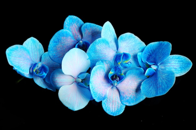 Foto bellissimi fiori di orchidea blu su sfondo scuro