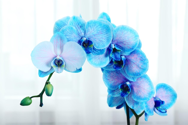 Beautiful blue orchid flowers in the room close up